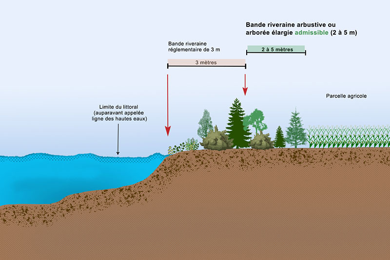 Sur le bord du cours d’eau, à partir de la limite du littoral auparavant appelée ligne des hautes eaux, on retrouve une bande riveraine réglementaire d’une longueur de trois mètres. Ensuite, à partir de la fin de cette bande réglementaire, on retrouve la bande riveraine arbustive ou arborée élargie admissible, d’une longueur minimale de deux à cinq mètres. Ensuite, on retrouve la parcelle agricole.