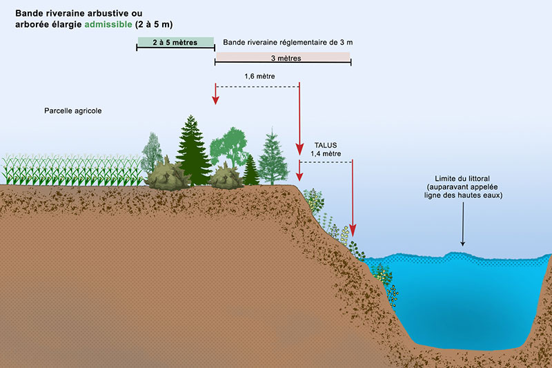 Sur le bord du cours d’eau, à partir de la limite du littoral auparavant appelée ligne des hautes eaux, on retrouve une bande riveraine réglementaire d’une longueur de trois mètres. Celle-ci est constituée d’un talus d’une longueur de 1.4 mètres, et d’une section de 1,6 mètres sur le replat. Ensuite, à partir de la fin de cette bande réglementaire, on retrouve la bande riveraine arbustive ou arborée élargie admissible, d’une longueur minimale de deux à cinq mètres. Ensuite, on retrouve la parcelle agricole.