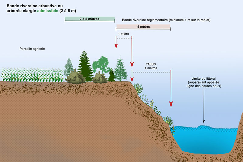 Sur le bord du cours d’eau, à partir de la limite du littoral auparavant appelée ligne des hautes eaux, on retrouve une bande riveraine réglementaire d’une longueur de cinq mètres, puisque un minimum de un mètre est requis sur le replat. Celle-ci est constituée d’un talus d’une longueur de quatre mètres, et d’une section de un mètre sur le replat. Ensuite, à partir de la fin de cette bande réglementaire, on retrouve la bande riveraine arbustive ou arborée élargie admissible, d’une longueur minimale de deux à cinq mètres. Ensuite, on retrouve la parcelle agricole.