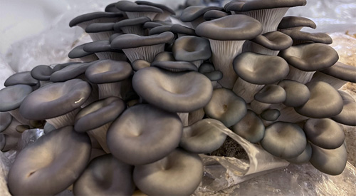 Culture de champignons, vente et formations